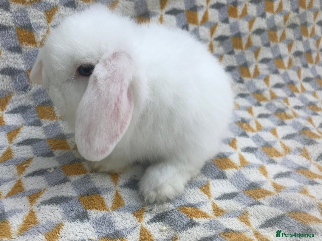 Mini Lop rabbits for sale: Beautiful mini lops for sale  - Image 12