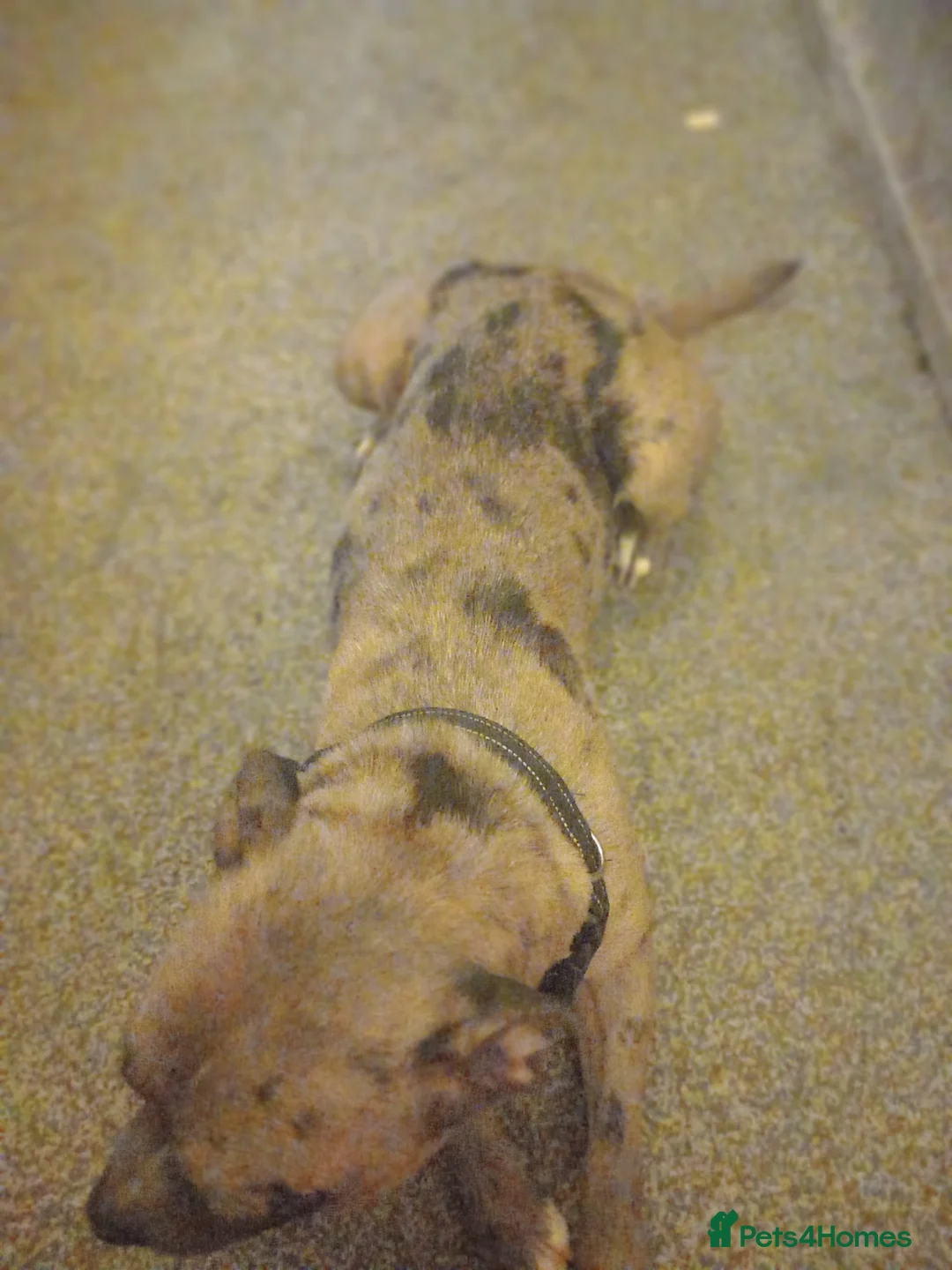 Mixed Breed dogs for sale: Tri pearl meral old tyme bulldog  cross staffy pup - Advert 2