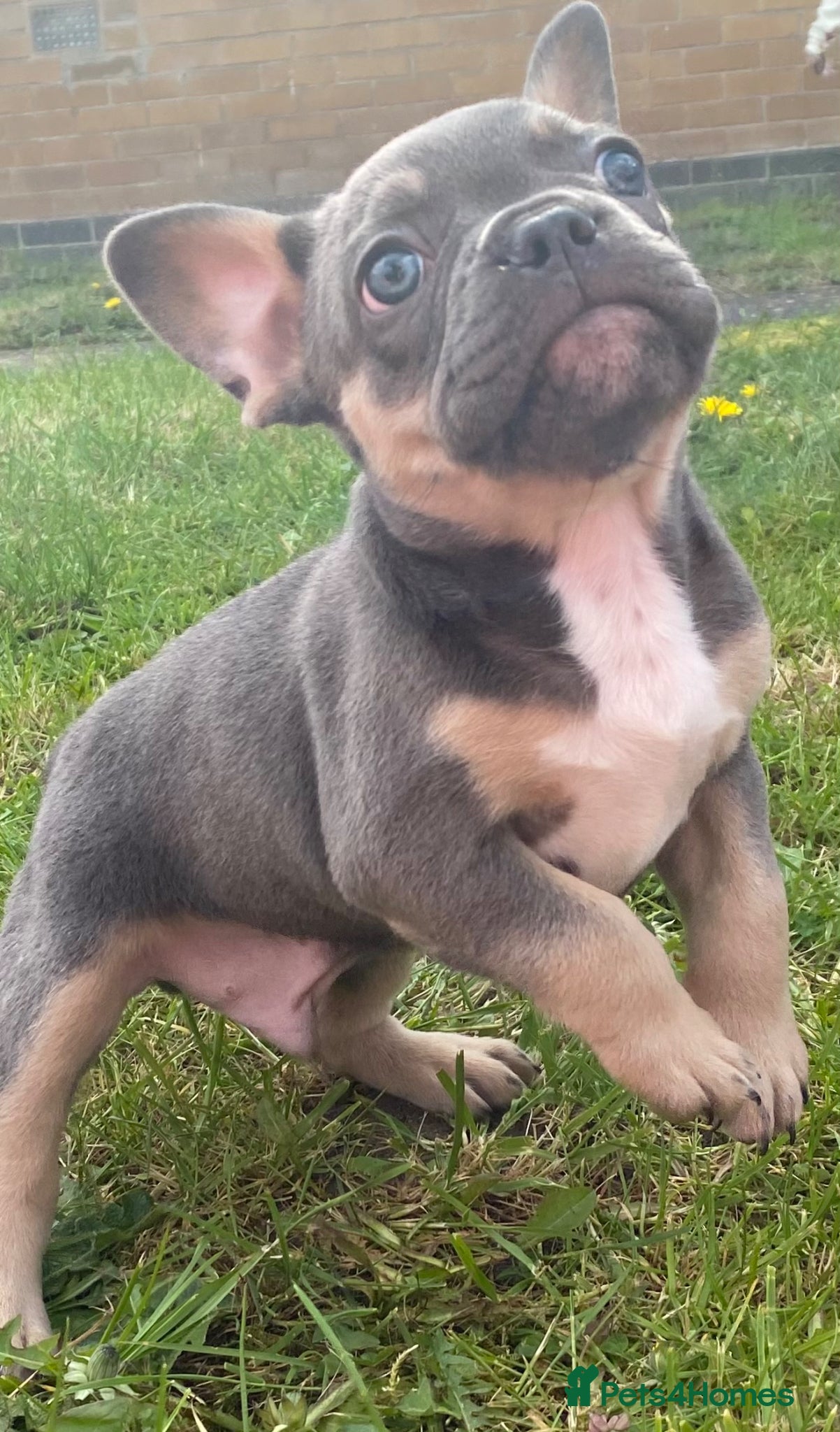 French Bulldog dogs ⭐VACCINATED&MICROCHIPPED⭐ 🐶LAST FRENCHIE BOY🐾 - Advert 1