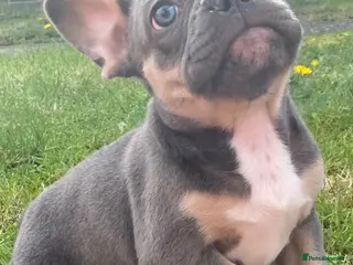 French Bulldog dogs ⭐VACCINATED&MICROCHIPPED⭐ 🐶LAST FRENCHIE BOY🐾 - Advert 1