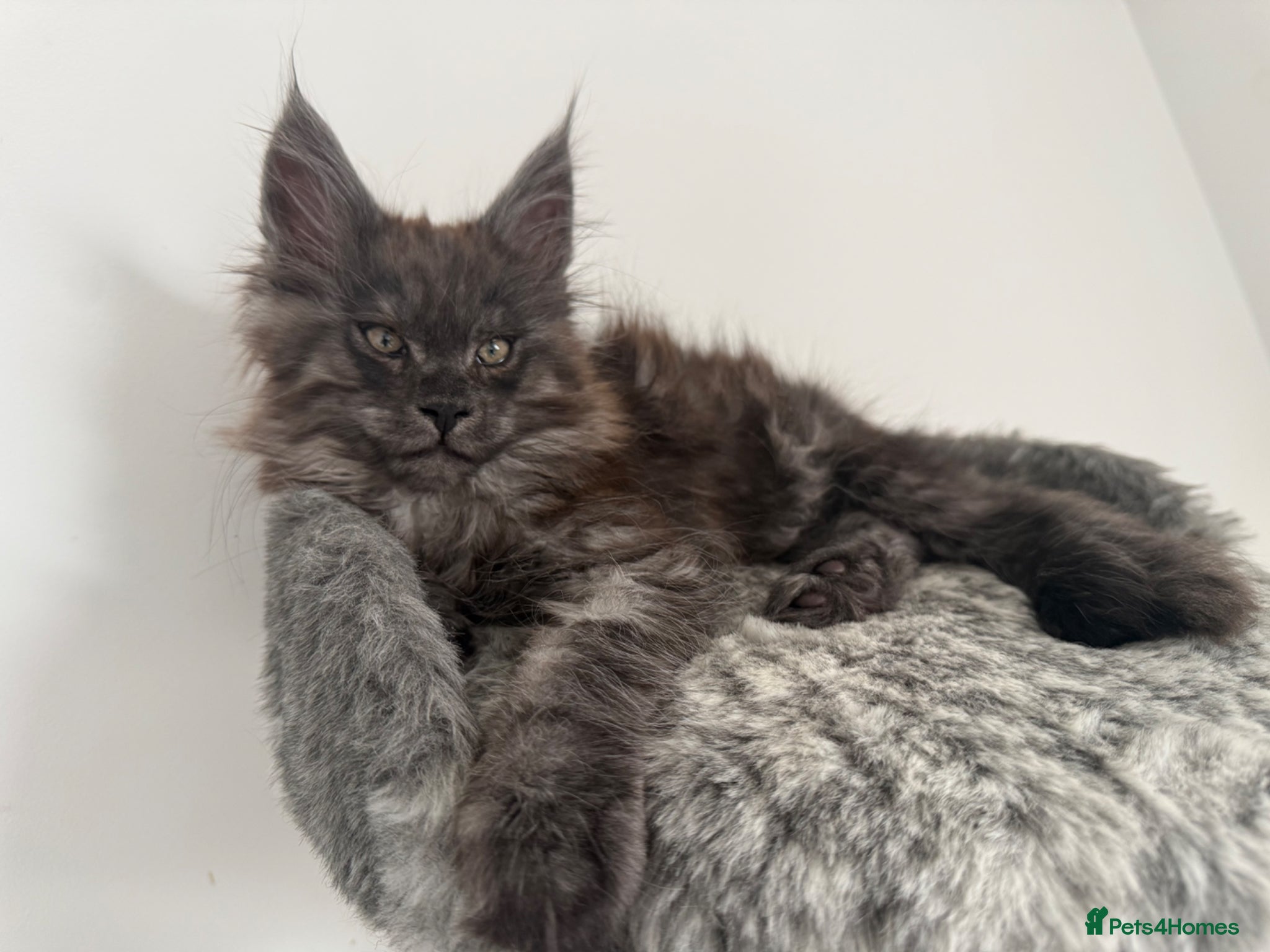 Maine Coon cats 🐾Tica registered Maine Coon Kittens Available 🐾 - Advert 2