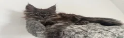 Maine Coon cats for sale: 🐾Tica registered Maine Coon Kittens Available 🐾 - Advert 2