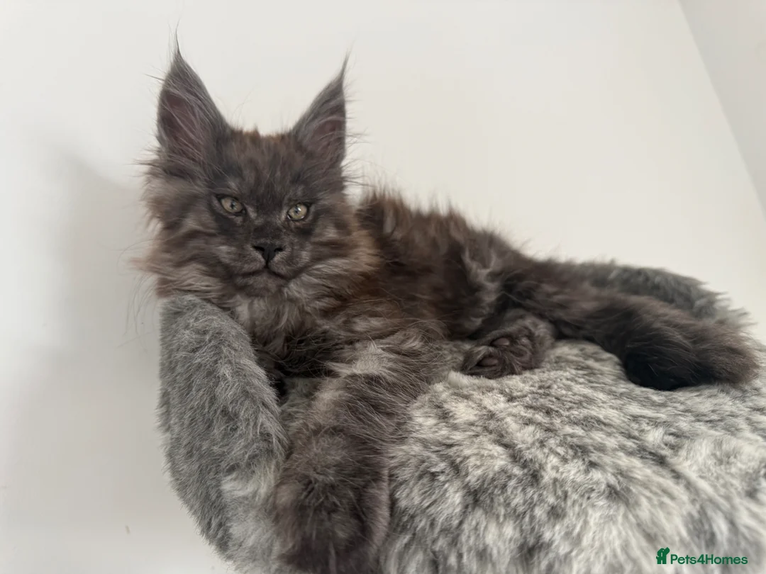 Maine Coon cats for sale: 🐾Tica registered Maine Coon Kittens Available 🐾 - Advert 2