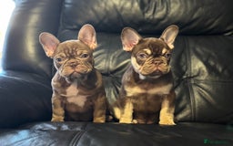French Bulldog dogs for sale: 1 female available  READY TO LEAVE,   - Image 4