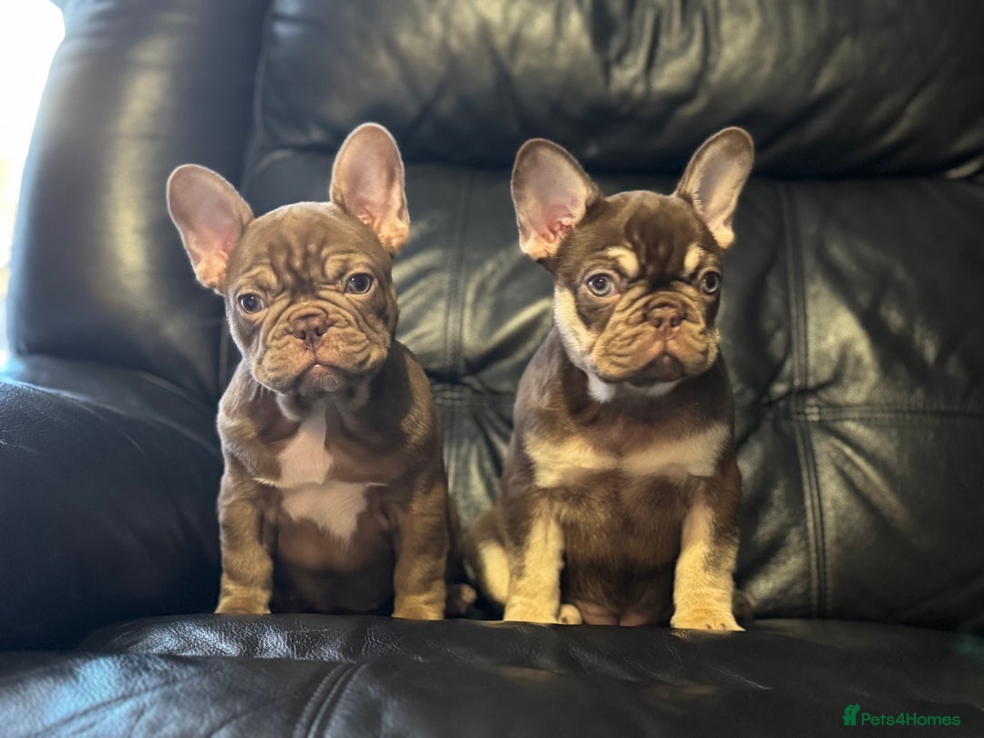 French Bulldog dogs for sale: 1 female available  READY TO LEAVE,   - Image 4