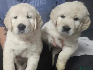 Golden Retriever dogs KC registered golden retrievers. Ready to go soon! - Advert 6