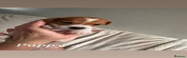 Jack Russell Puppy 4