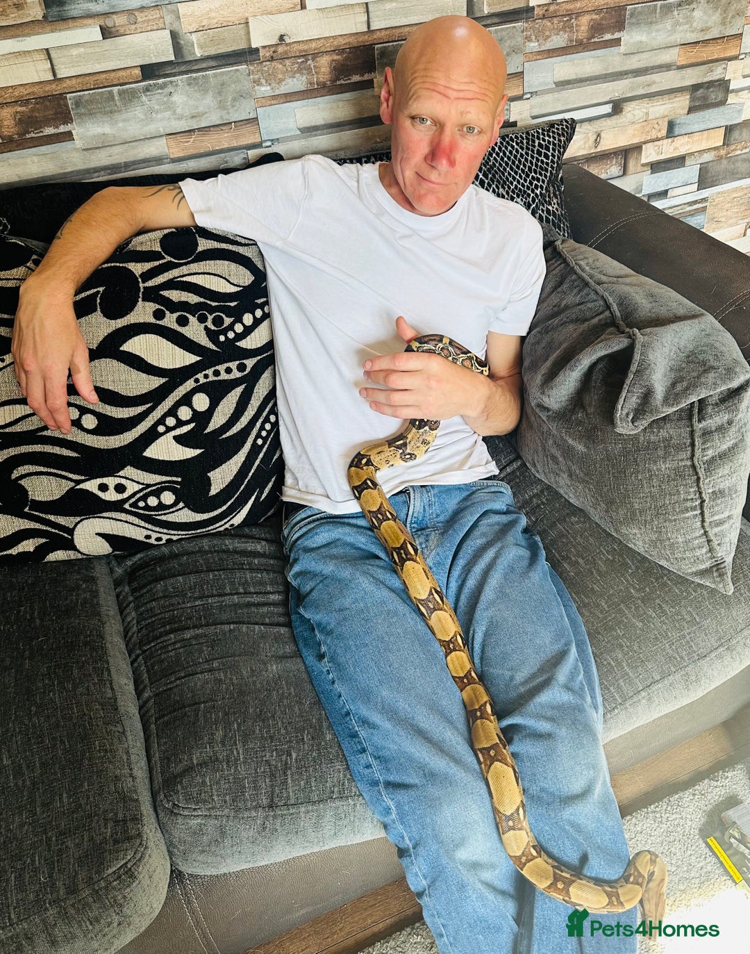 Boa Snake reptiles for sale: Boa Constrictor Male - Advert 7