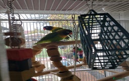 Lovebirds birds for sale: Love birds family - Image 7