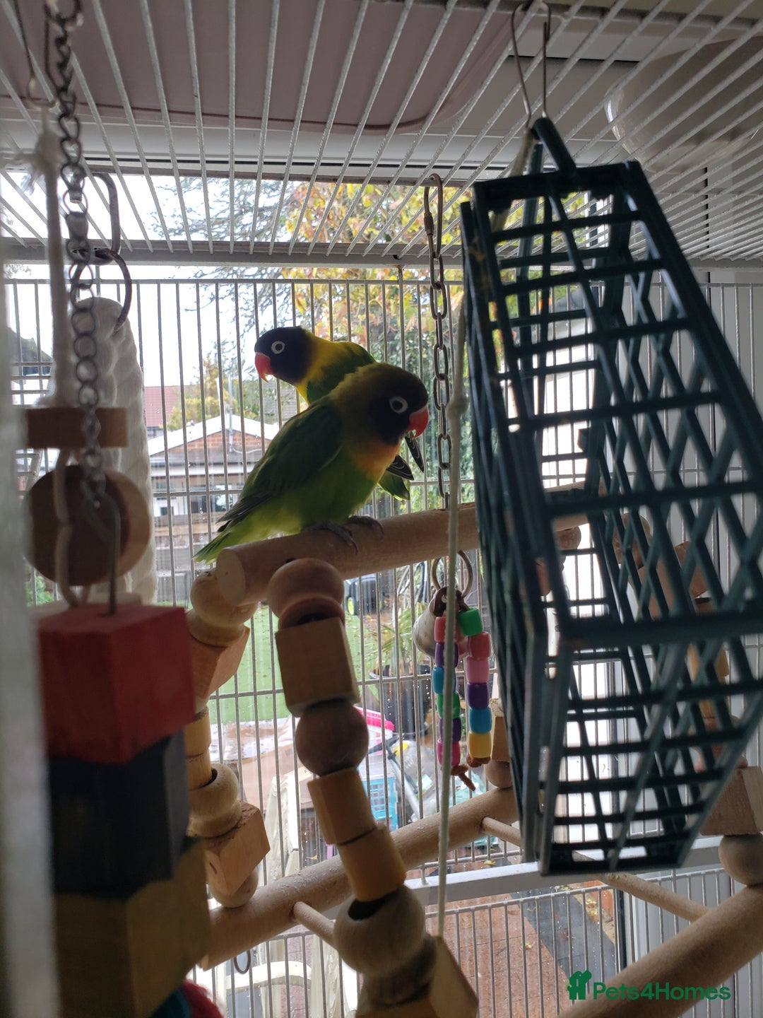 Lovebirds birds for sale: Love birds family - Image 7