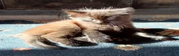 Mixed Breed cats for sale: 2 very fluffy kittens - Advert 12