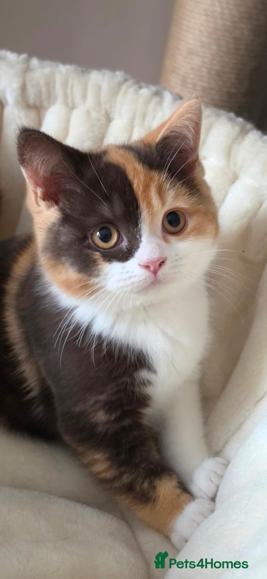 British Shorthair cats Beautiful British shorthair babies available  - Advert 7