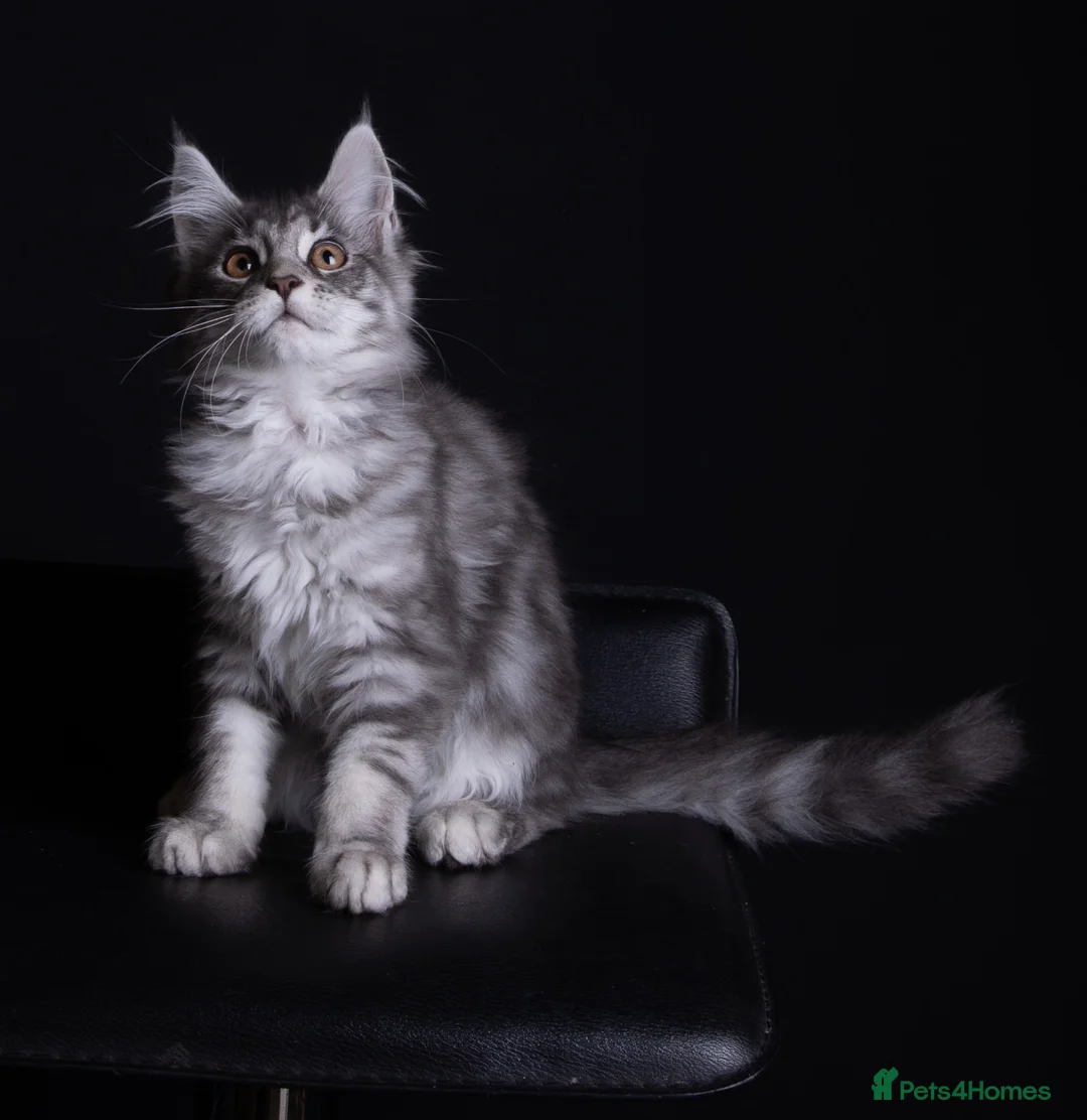 Maine Coon cats for sale: Angelica the silver smoke maine coon - Advert 2