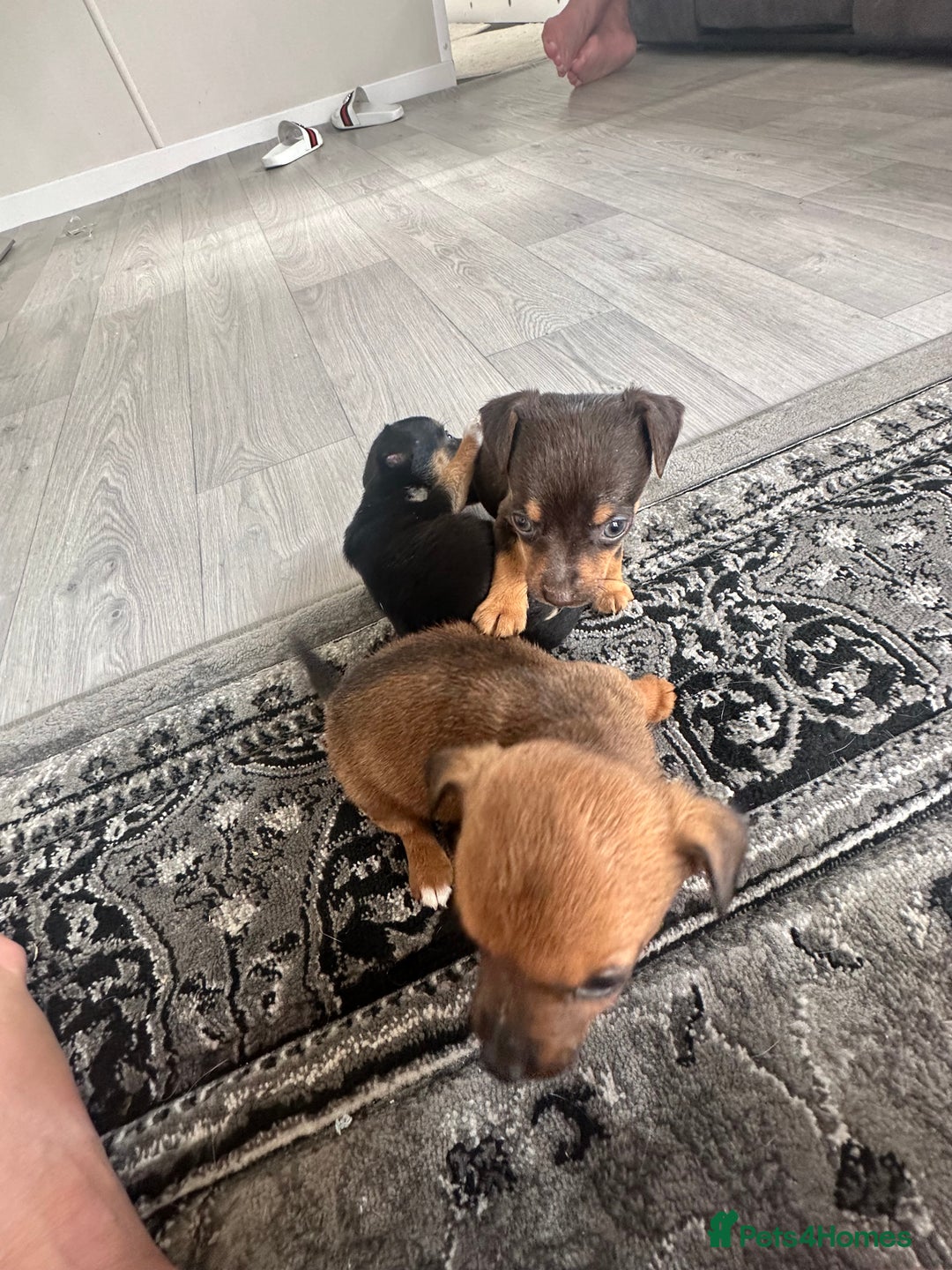 Jack Russell dogs for sale: 4. Beautiful Jack Russell. Pups - Image 11