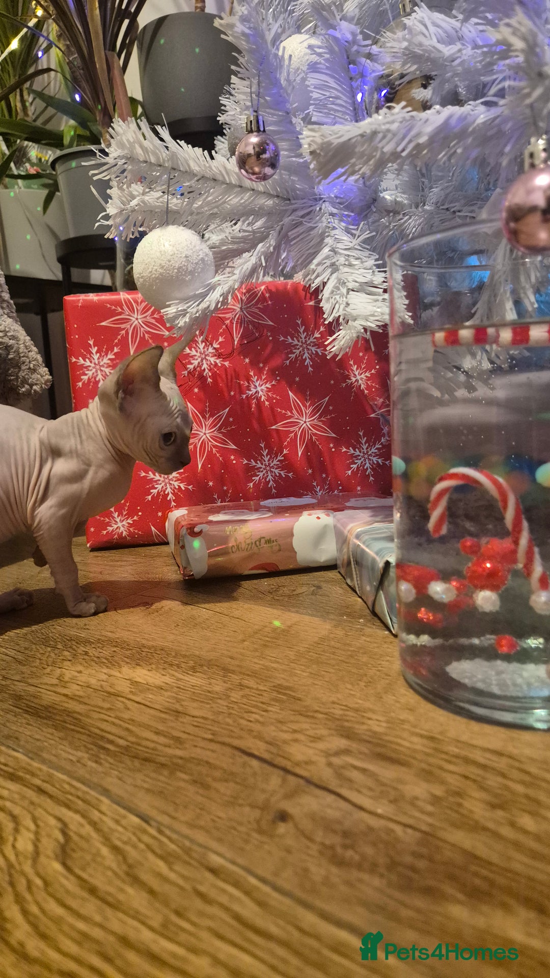 Sphynx cats for sale: Exclusive Sphynx Kittens Looking for Forever Homes - Advert 14
