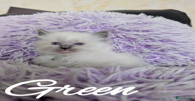 Ragdoll cats - Advert 11