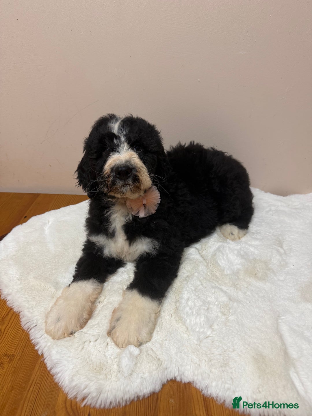 Bernedoodle dogs for sale: F1 Standard Bernerdoodles - Advert 16