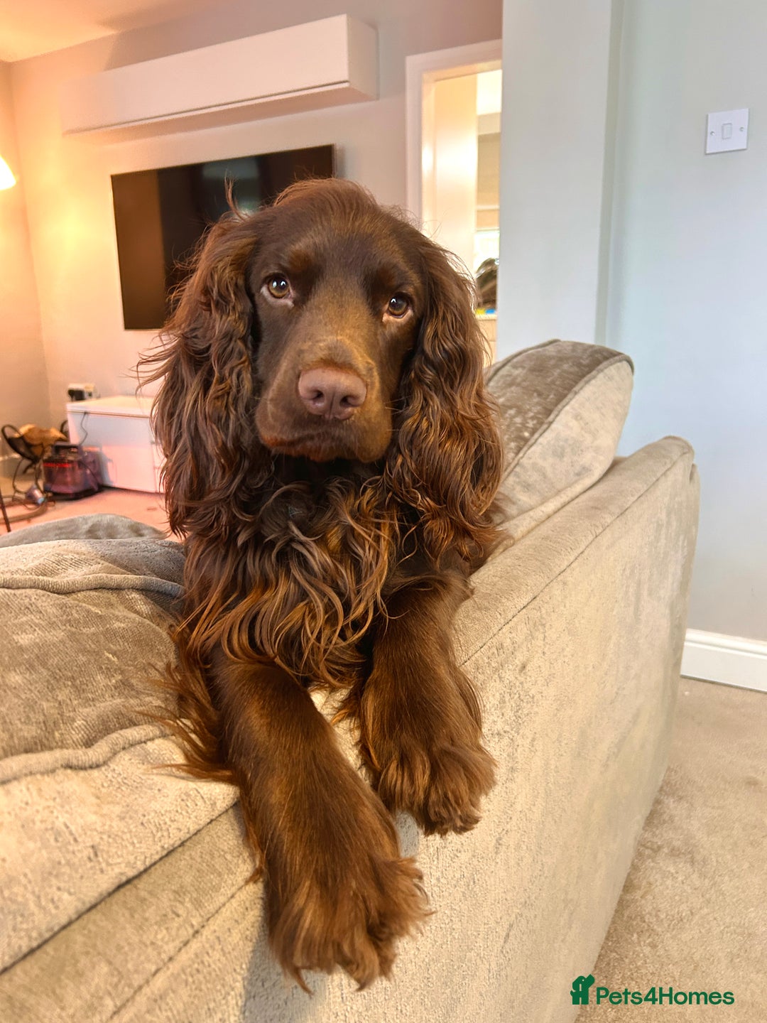 Cocker Spaniel dogs for sale: Stunning Cocker Spaniels 💗 - Advert 2