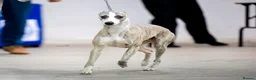 Whippet dogs for sale: KC Gorgeous Whippet pups. - Advert 17