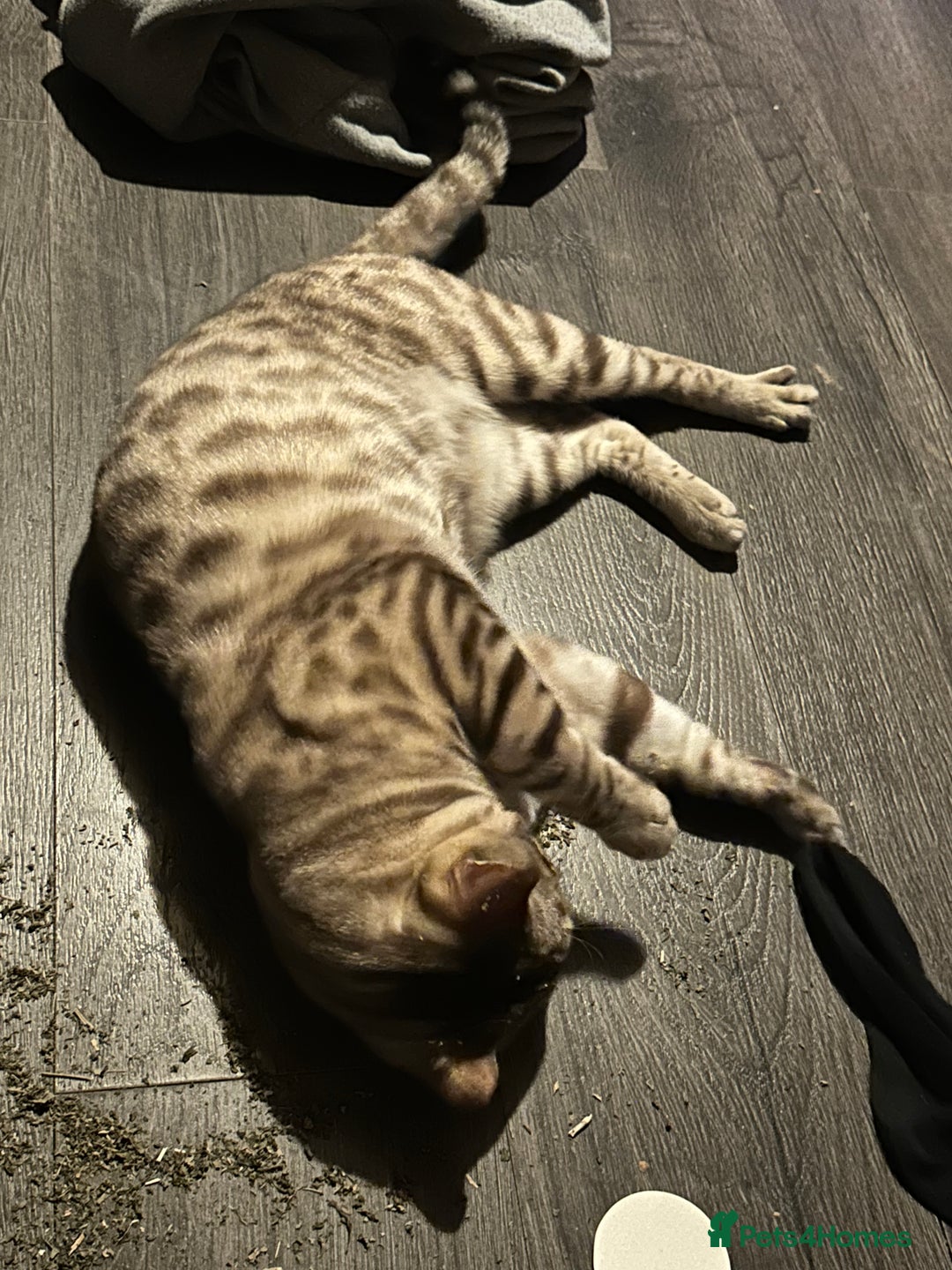 Bengal cats for sale: Snow Mink/Brown Rossette Blue Eyed Bengals - Image 38