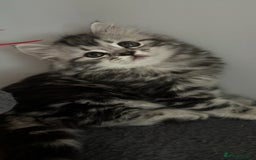 Mixed Breed cats for sale: Maine coon x Persian  - Image 17