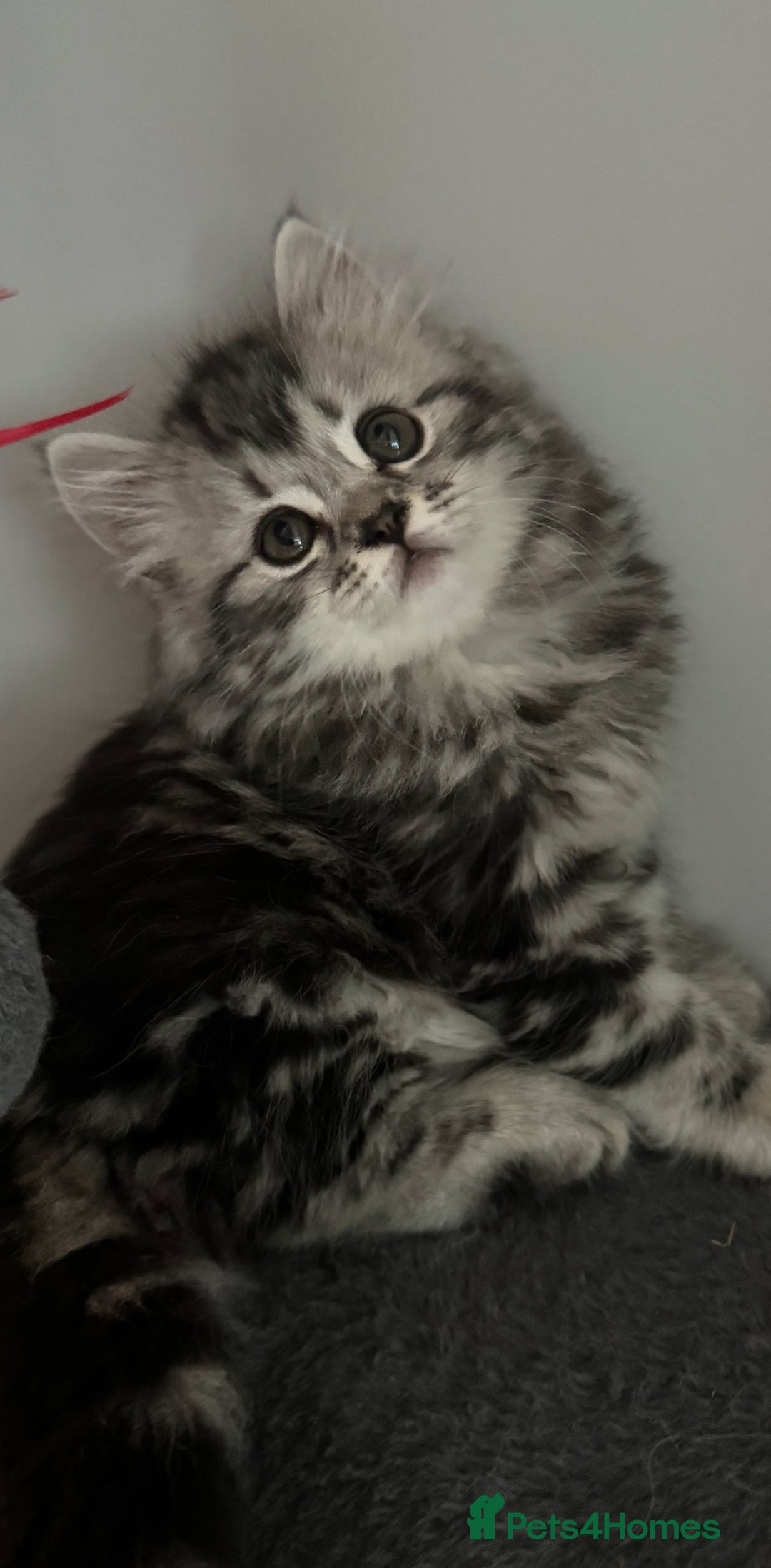 Mixed Breed cats for sale: Maine coon x Persian  - Image 17