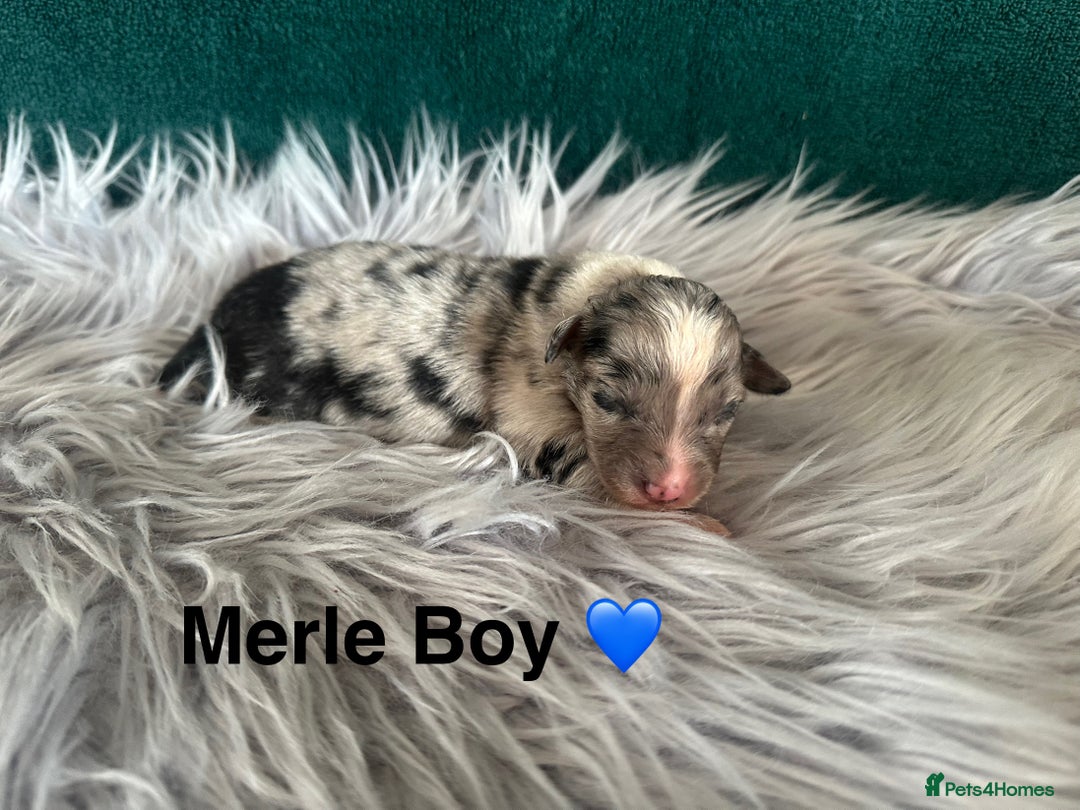 Australian Shepherd dogs for sale: Beautiful Australian Shepherds  - Image 7