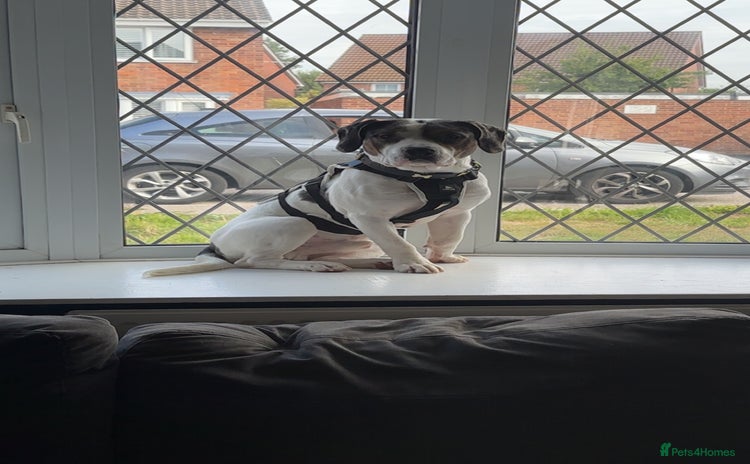 Mixed Breed dogs - Advert 13