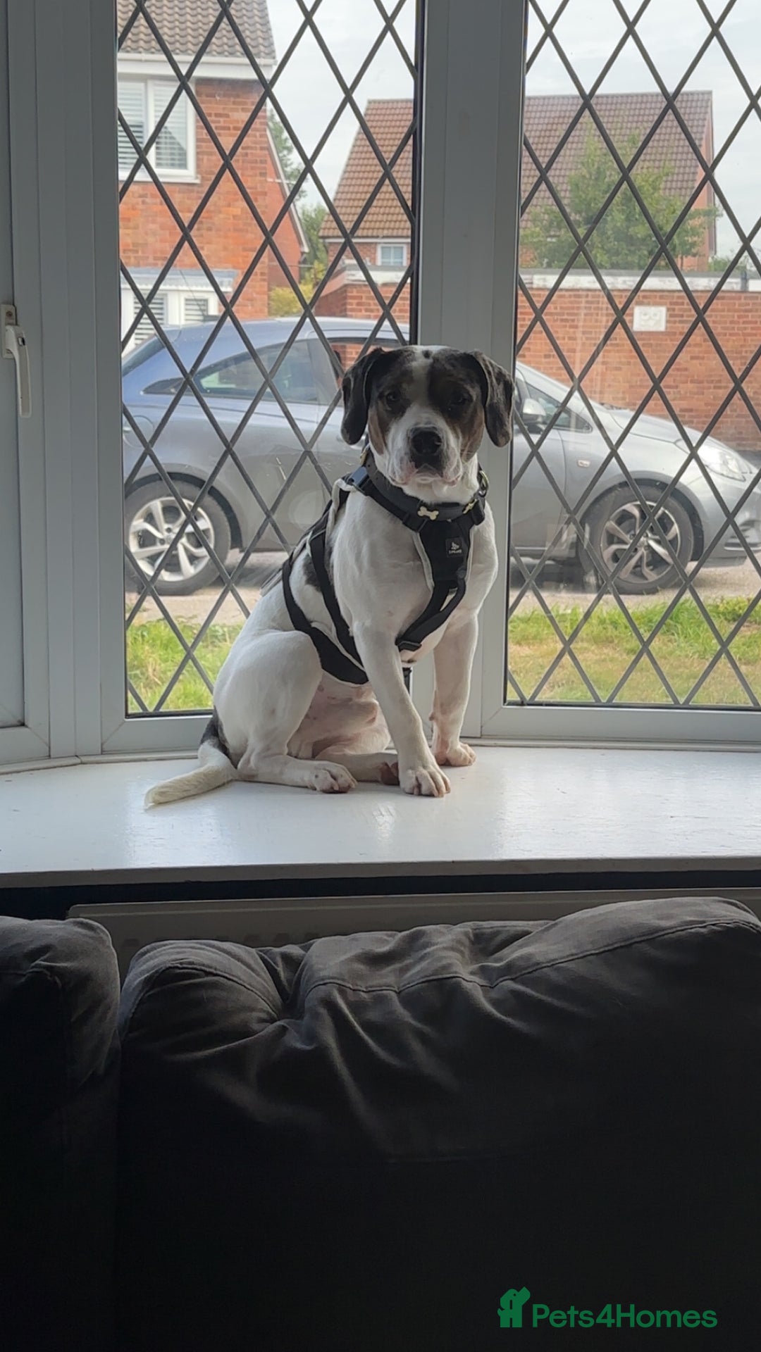Mixed Breed dogs for sale: Meet Thor  - Image 1