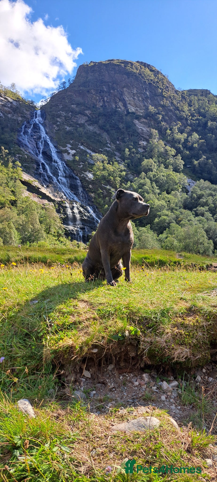 Mixed Breed dogs KC Blue staff X KC Irish terrier puppies  - Advert 1