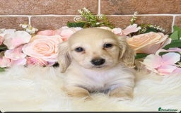 Miniature Dachshund dogs for sale: READY NOW STUNNING KC CREAM MINI DACHSHUNDS  - Image 3
