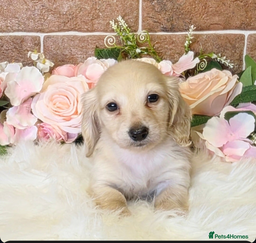 Miniature Dachshund dogs for sale: READY NOW STUNNING KC CREAM MINI DACHSHUNDS  - Image 3