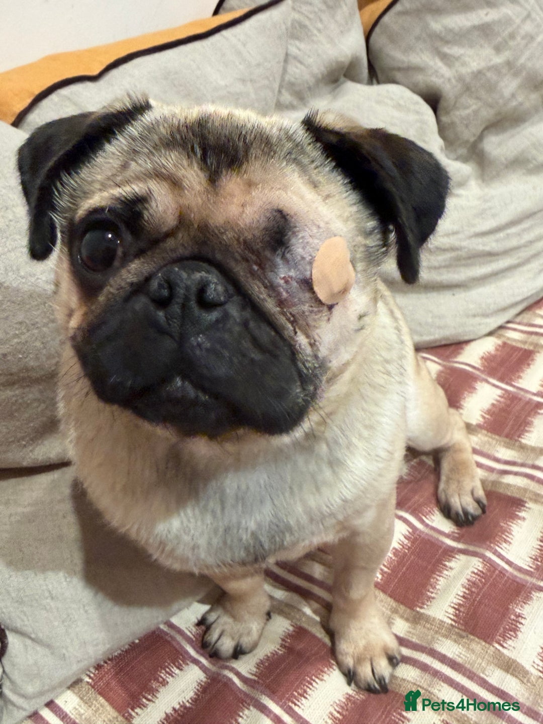 Pug dogs for sale: Bear, the Pug  - Advert 3