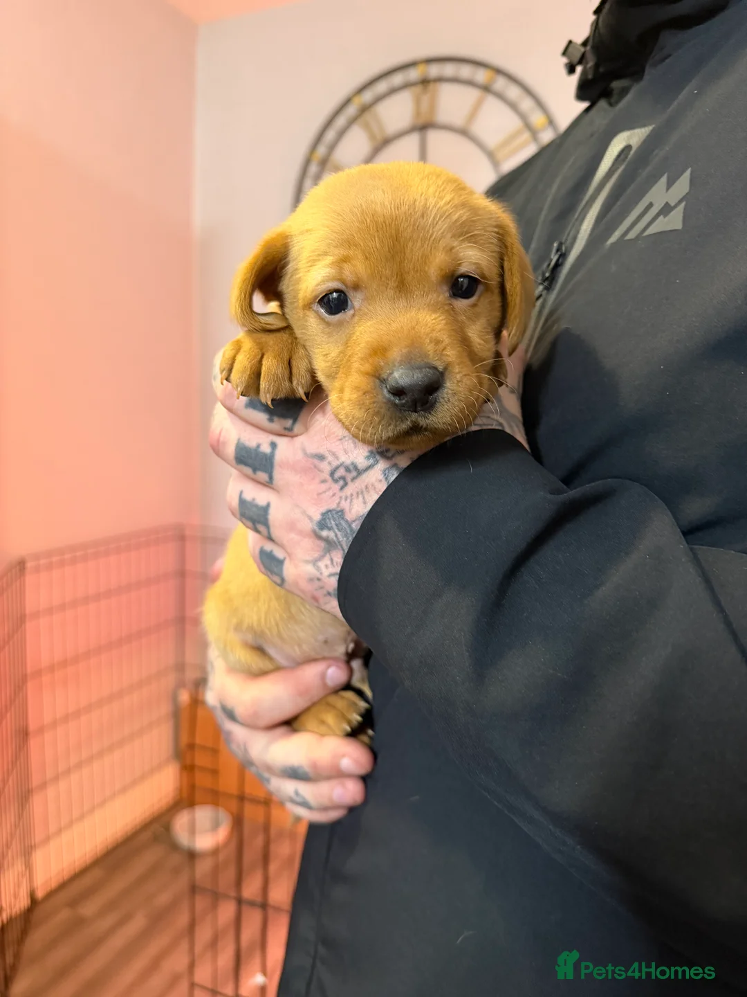 Labrador Retriever dogs for sale: FOX RED / GOLDEN LABRADOR PUPPIES  - Advert 8