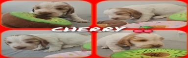 Cocker Spaniel Puppy 4