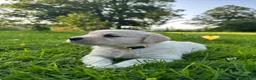Golden Retriever dogs for sale: KC Registered Golden Retriever puppies in Pencader - Advert 26