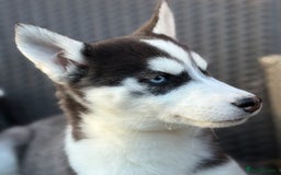 Siberian Husky dogs for sale: Siberian husky puppies - Image 12