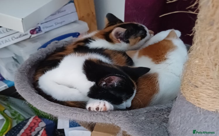 Mixed Breed cats - Advert 6