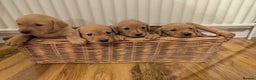 Labrador Retriever dogs for sale: Fox red Labradors  - Advert 5