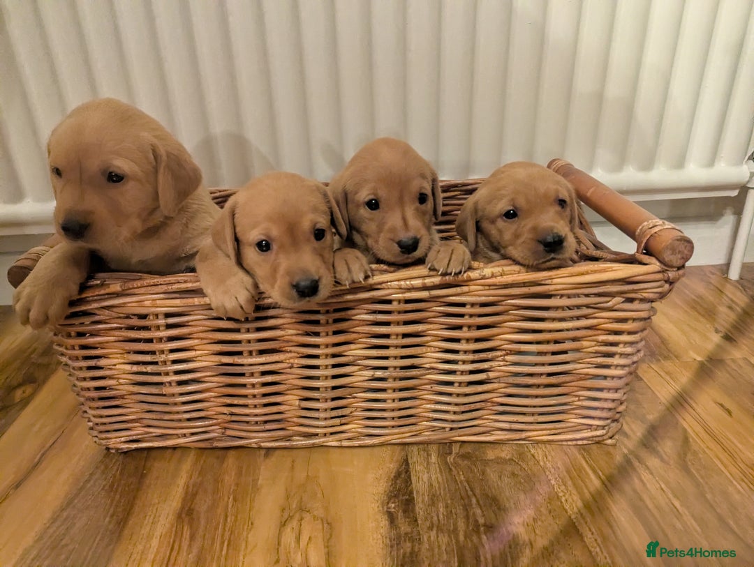 Labrador Retriever dogs for sale: Fox red Labradors  - Advert 5