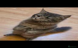 Maine Coon cats for sale: Aurora - Stunning Female Maine Coon - Image 6