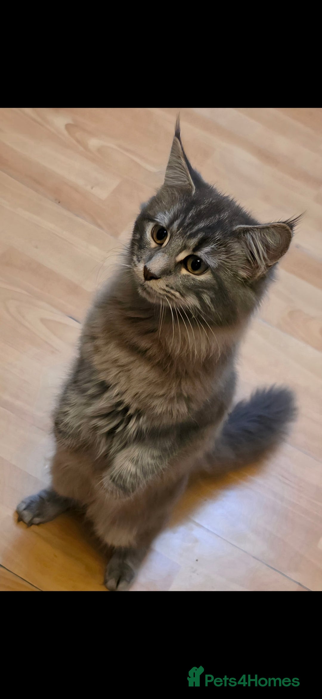 Maine Coon cats for sale: Aurora - Stunning Female Maine Coon - Image 6