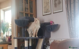 Maine Coon cats for sale: Beautifall Maine coon kittens - Advert 13