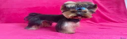 Yorkshire Terrier dogs for sale: 3 Beautiful Pure Breed Yorkshire Terrier puppies  - Advert 3
