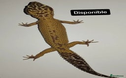 Gecko reptiles for sale: Crested and Leopard geckos available - Advert 6
