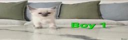 Ragdoll cats for sale: 🤍 Pure Ragdoll Kittens Ready to Reserve - Advert 5