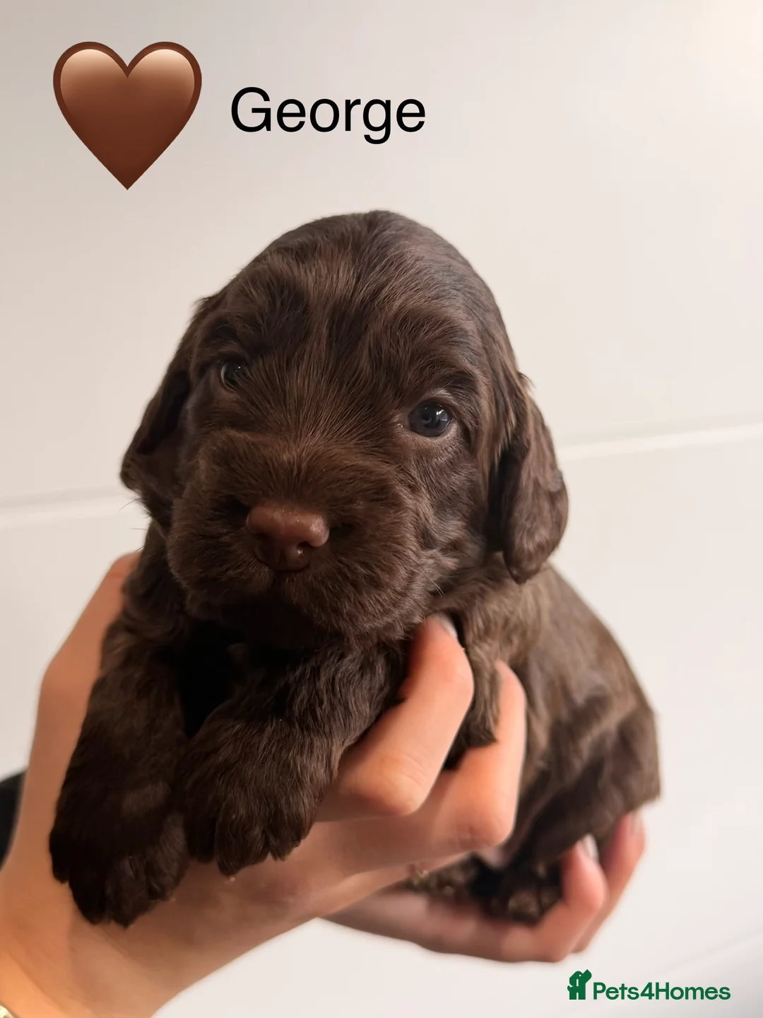 Cockapoo dogs for sale: F1B Cockapoo Puppies - From a Family Home. - Advert 4