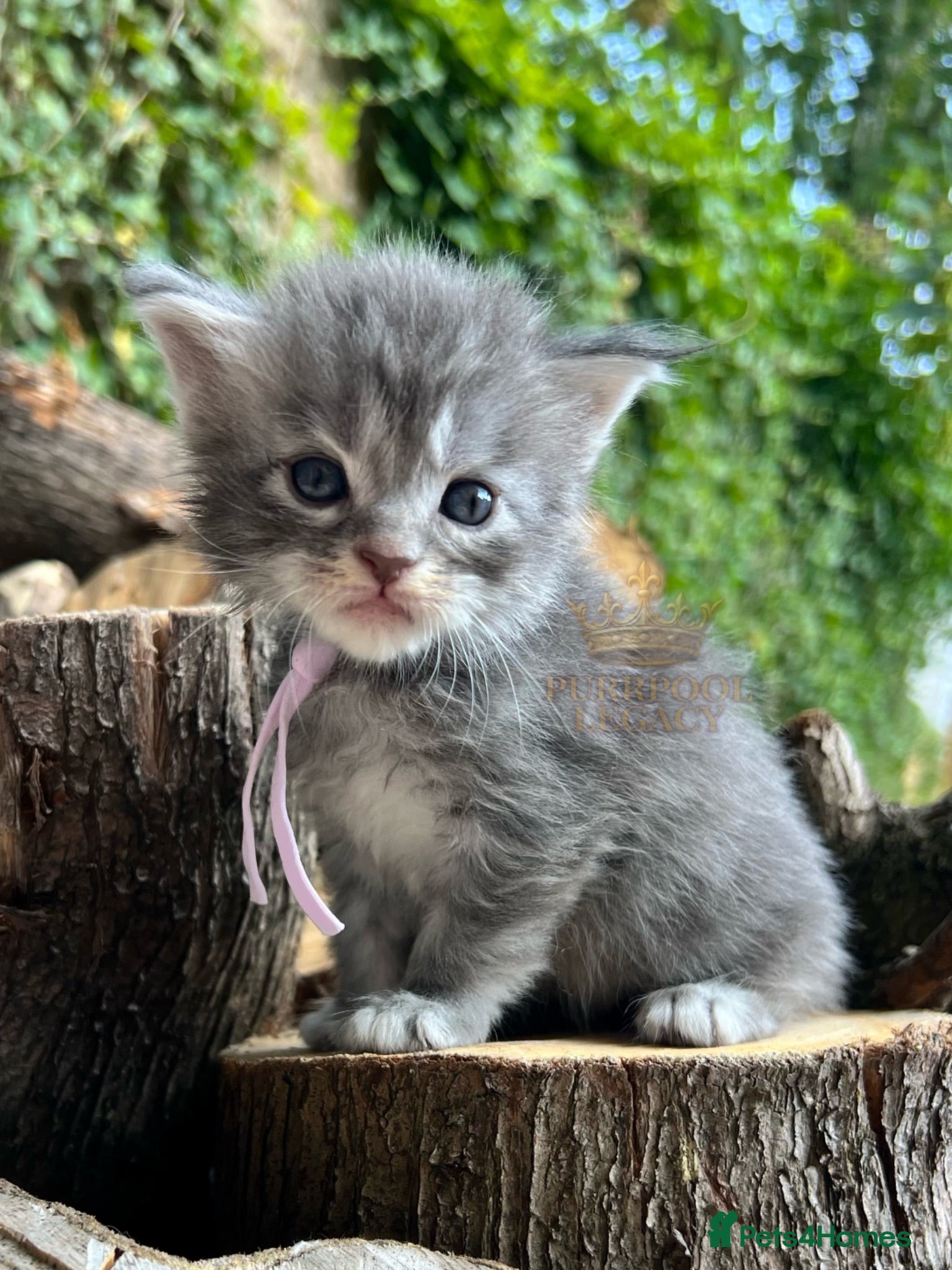 Maine Coon cats TICA registred Maine coon kittens. Rare colours  - Advert 1