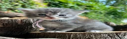 Maine Coon cats for sale: TICA registred Maine coon kittens. Rare colours  - Advert 1