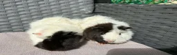 Guinea Pig rodents for sale: Sows  - Advert 9